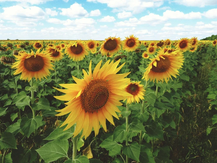 a field of sunflowers on a sunny day, an album cover, pexels, photographic hyperrealism, 🌻🎹🎼, instagram photo, ukraine. photography