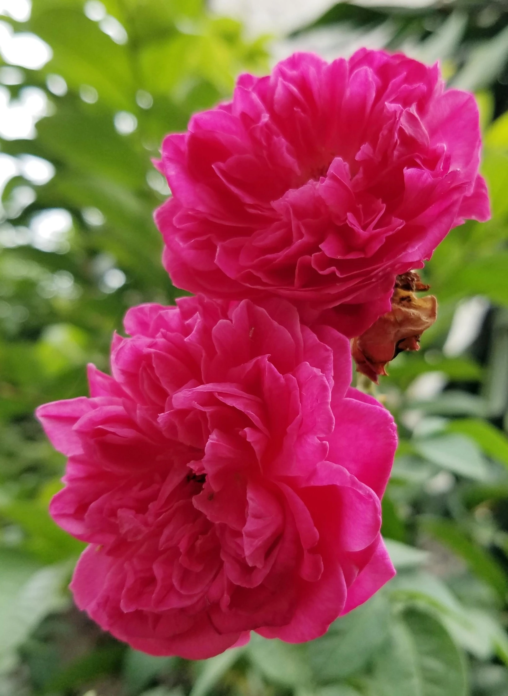 two pink flowers with green leaves in the background, black peonies, growing out of a giant rose, zoomed in, honey