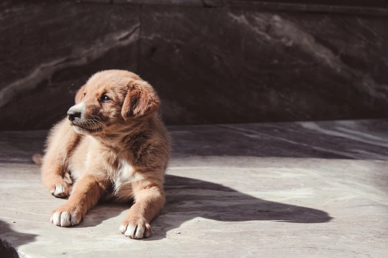 a small brown dog sitting on top of a cement floor, pexels contest winner, in the sun, puppies, realistic footage, 1 2 9 7