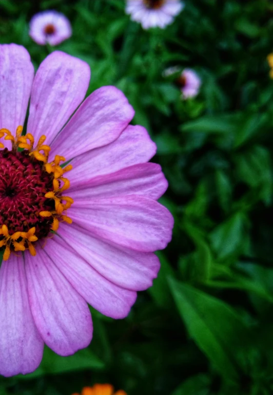 a purple flower sitting on top of a lush green field, pexels contest winner, renaissance, pink and yellow, centered close-up, color photograph, corners