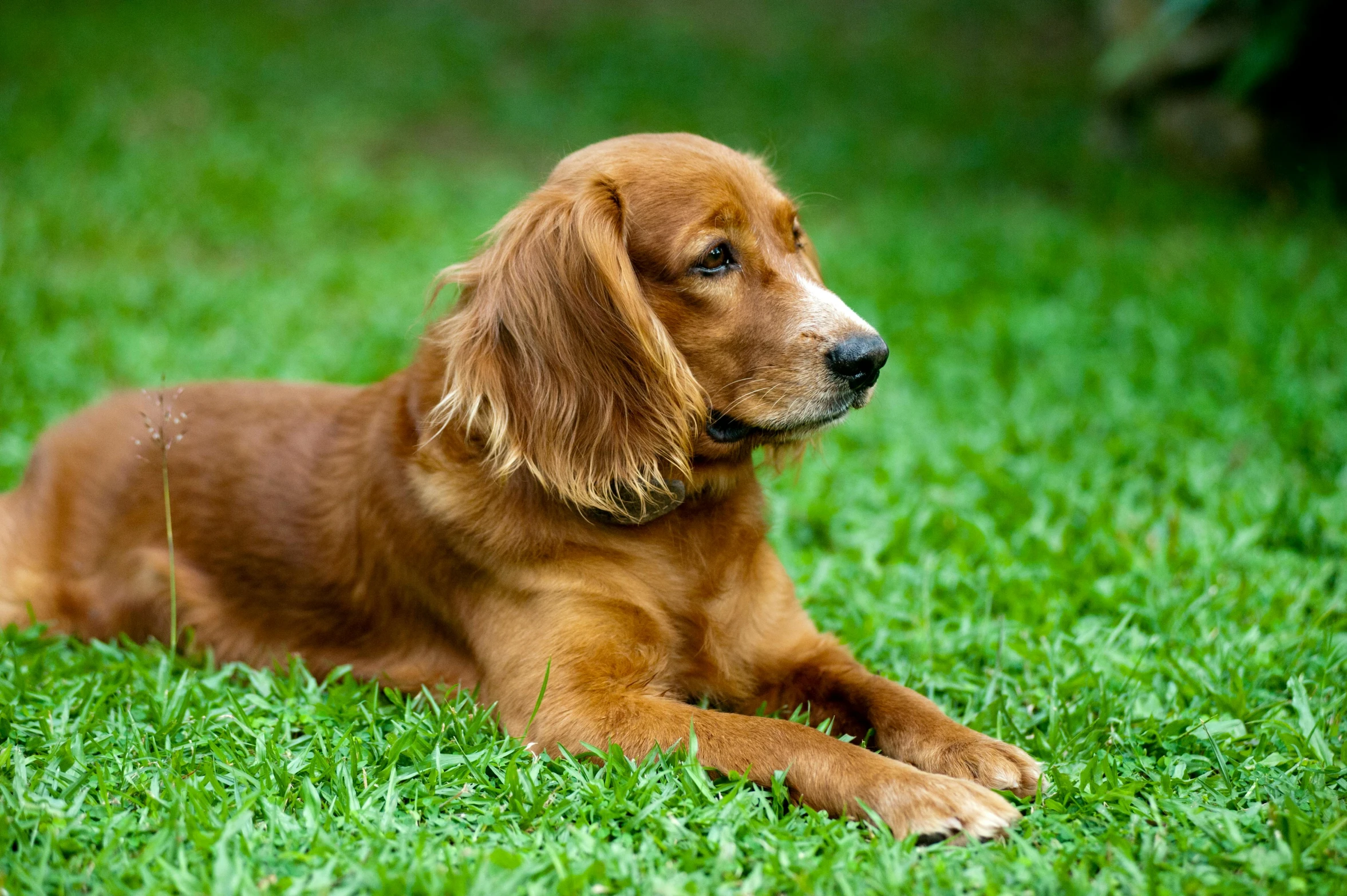 a brown dog laying on top of a lush green field, profile image, caramel, lawns, portrait image