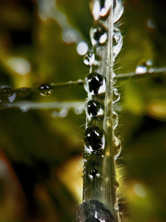 a close up of a plant with water droplets on it, by Jan Rustem, multiple stories, gardening, profile shot