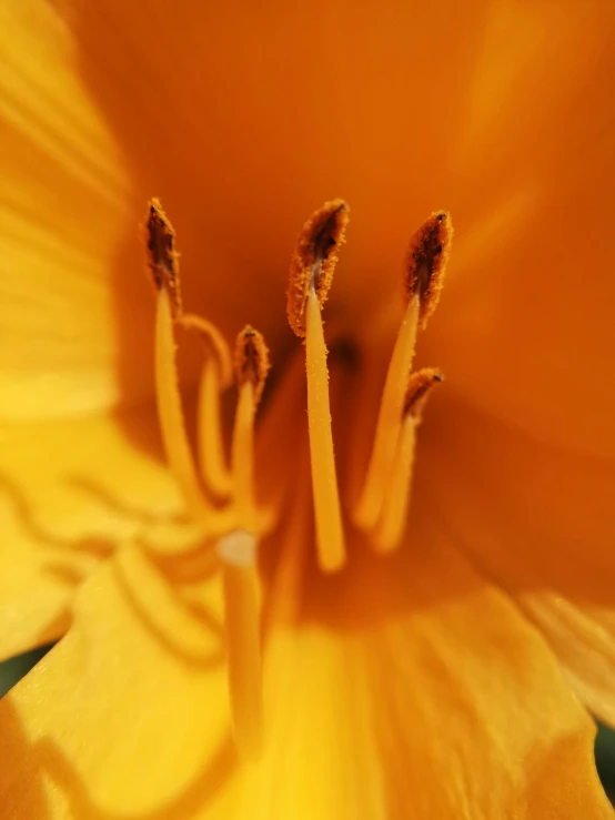 a close up view of a yellow flower, macro photography 8k, vibrant orange, lilies, intricate details photograph