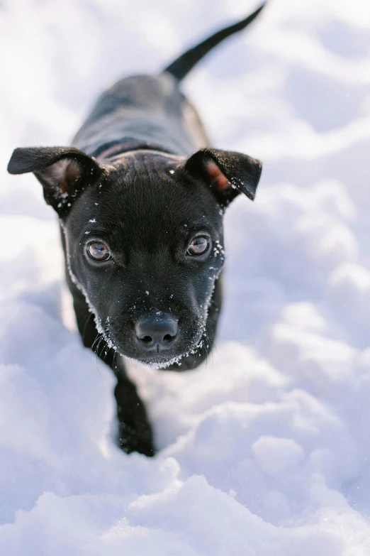 a small black dog standing in the snow, pexels contest winner, renaissance, crawling towards the camera, square, pits, jen atkin