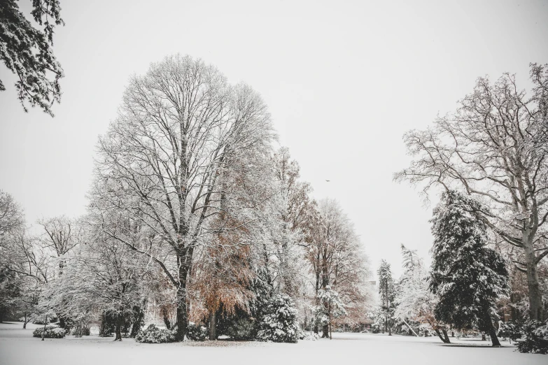 a park filled with lots of snow covered trees, by Carey Morris, pexels contest winner, overcast gray skies, brown, silver，ivory, album