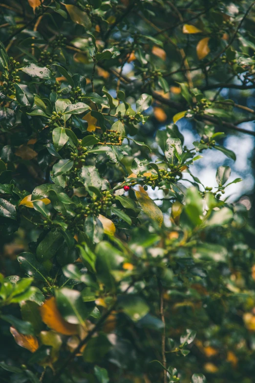 a bunch of oranges hanging from a tree, an album cover, trending on unsplash, hurufiyya, background: assam tea garden, flowering buds, low angle 8k hd nature photo, miniature forest