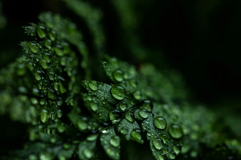 a close up of a plant with water droplets on it, a macro photograph, unsplash, photorealism, dark green, high quality photo, greens), mint