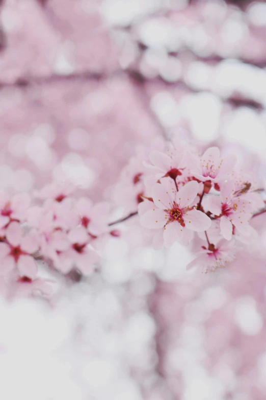 a close up of pink flowers on a tree, 2 5 6 x 2 5 6 pixels, jen atkin, cotton candy, plum blossom