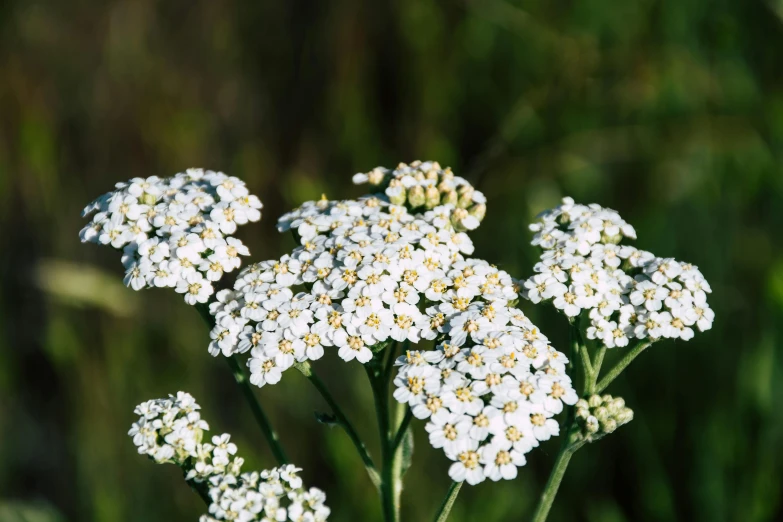 a group of white flowers sitting on top of a lush green field, hurufiyya, fan favorite, abundant fruition seeds, portrait image, round-cropped