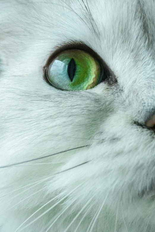 a close up of a white cat with green eyes, a macro photograph, pexels contest winner, silver haired, highly microdetailed, a green, hyper-detailed