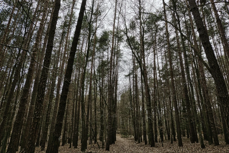 a forest filled with lots of tall trees, by Emma Andijewska, unsplash, taken on iphone 14 pro, ((trees))