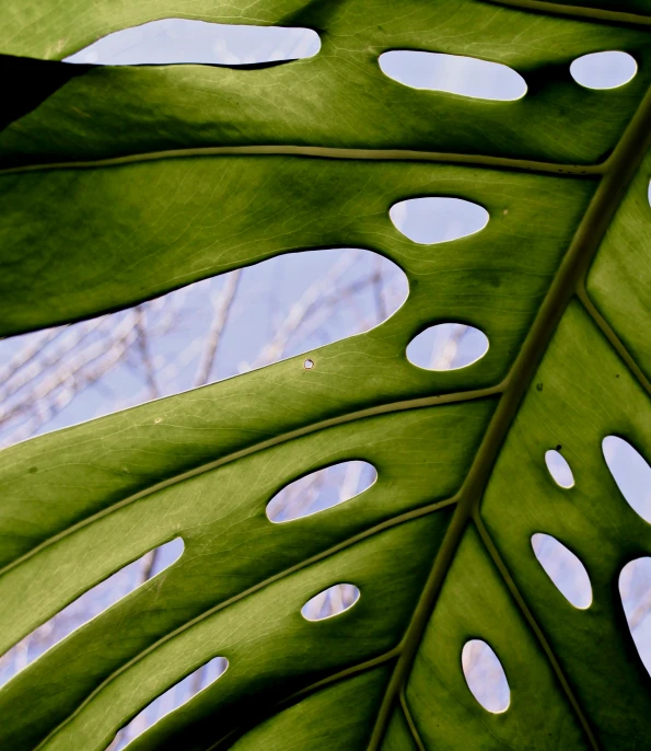 a large green leaf with holes in it, by Carey Morris, unsplash, multiple stories, arborescent architecture, pablo olivera, brown