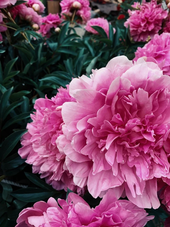 a close up of a bunch of pink flowers, by Carey Morris, unsplash, shot with iphone 1 0, low quality photo, color image, peony