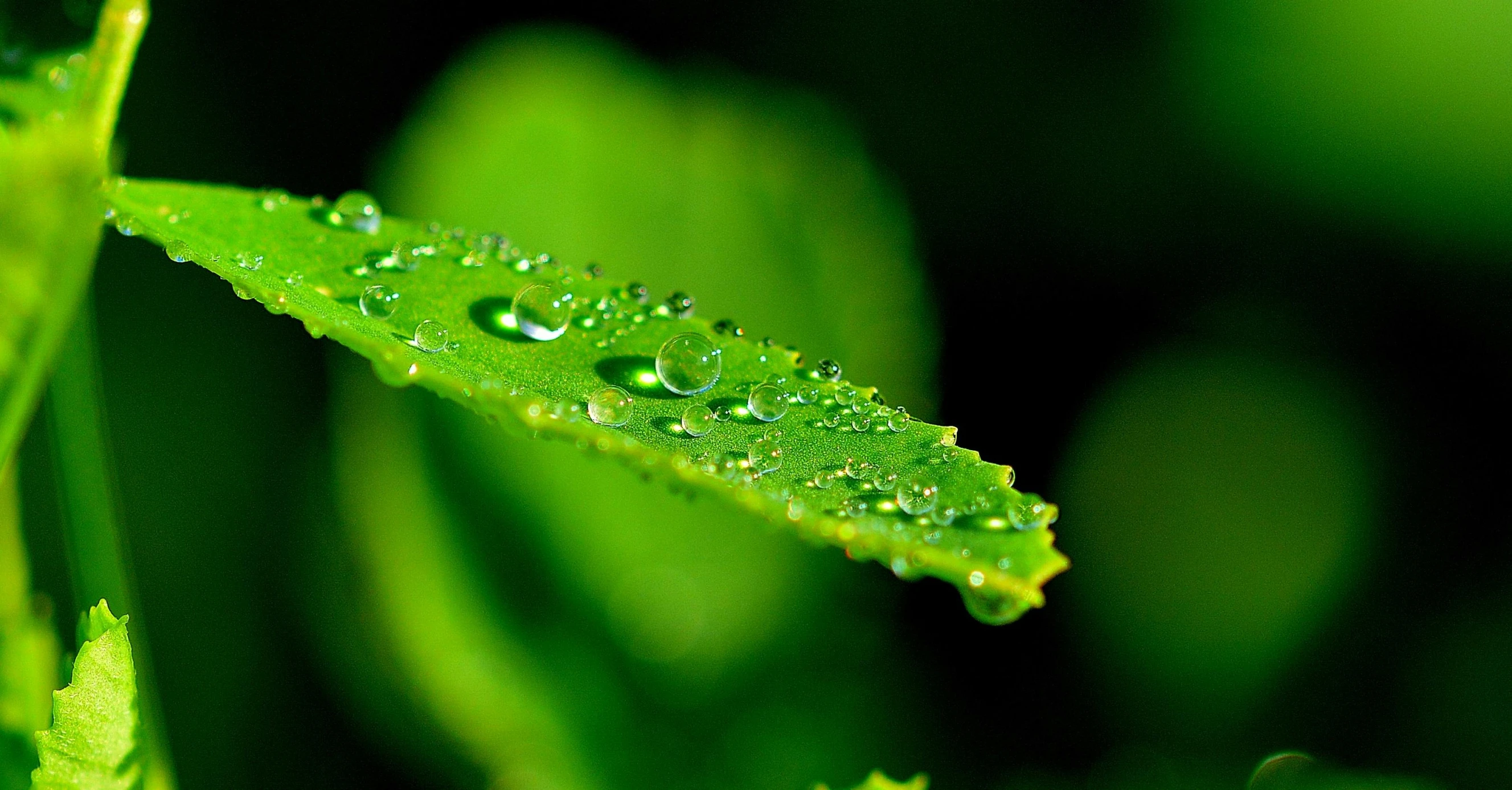 a close up of a leaf with water droplets on it, by Adam Marczyński, pixabay, avatar image, high detailed photo, thumbnail, small depth of field