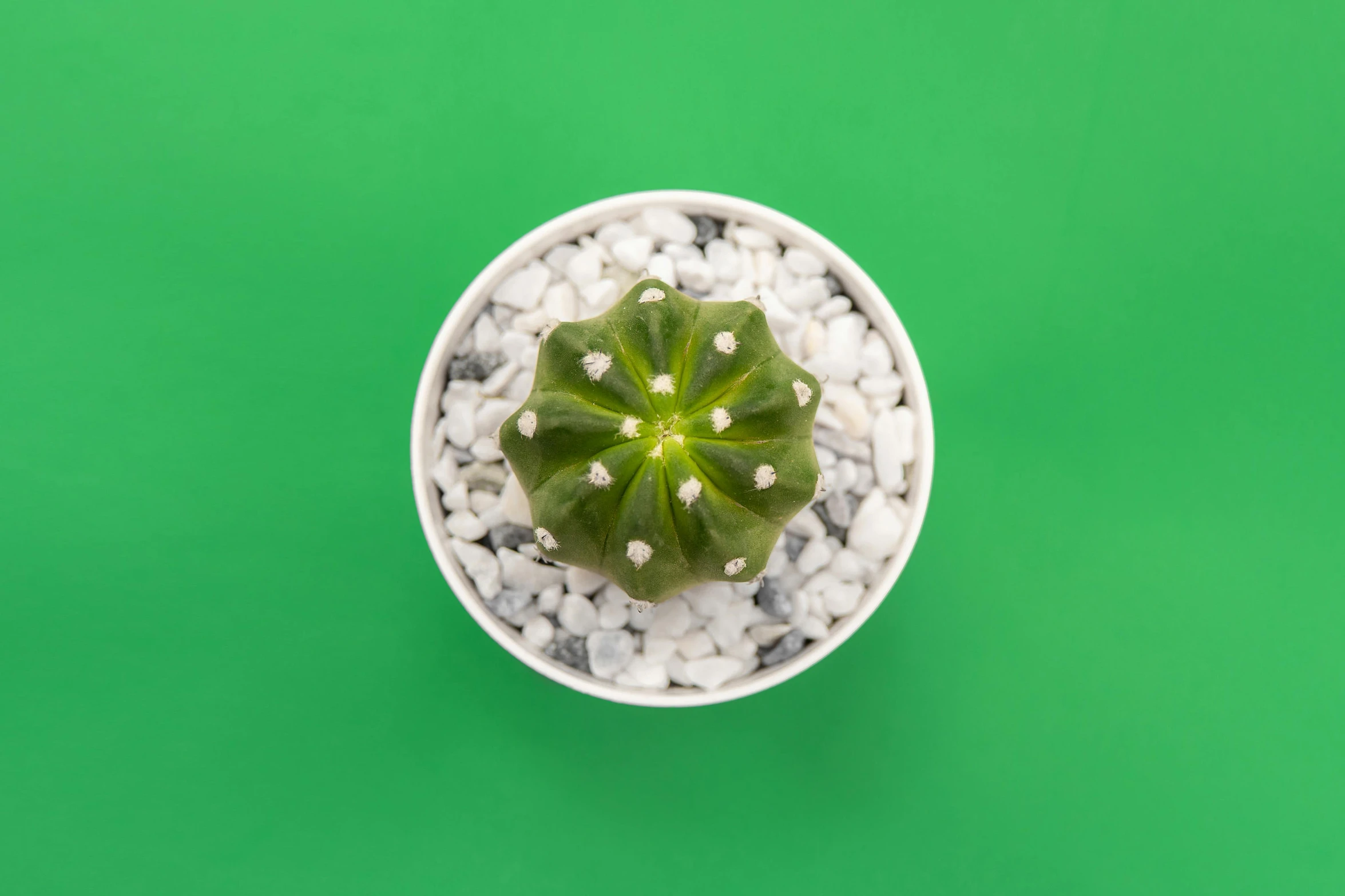 a small cactus in a white bowl on a green background, sitting on top of a cryopod, wide overhead shot, kano tan'yu, anorld render