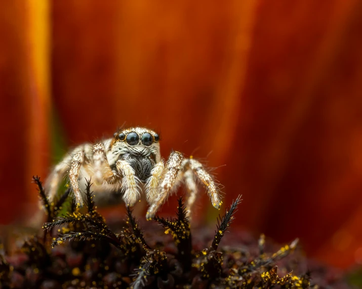 a close up of a spider on a flower, by Adam Marczyński, pexels contest winner, hurufiyya, silver eyes full body, hairy orange skin, looking at camera, autumn season