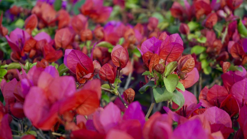 a bunch of red flowers sitting on top of a lush green field, pexels contest winner, renaissance, bougainvillea, second colours - purple, multi chromatic, in bloom greenhouse