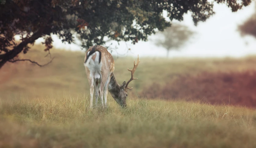 a deer that is standing in the grass, pexels contest winner, renaissance, old color photograph, small, hunting, eating