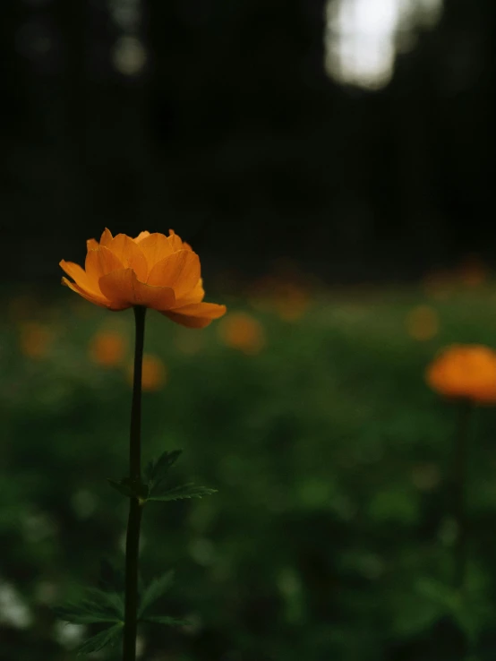 a field of orange flowers with trees in the background, a picture, unsplash, romanticism, in front of a black background, portrait mode photo, single light, yellow and green