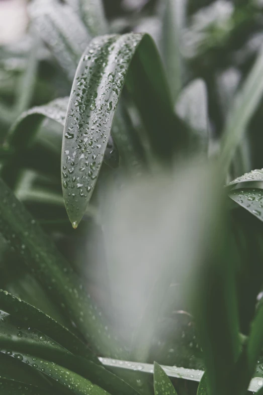 a close up of a plant with water droplets on it, trending on unsplash, renaissance, grey mist, wet lush jungle landscape, background image, greens)