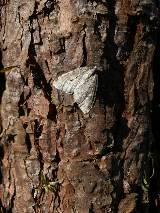 a moth sits on the bark of a tree, by Egbert van der Poel, hurufiyya, photo 8 k, afternoon time, grayish, low quality photo