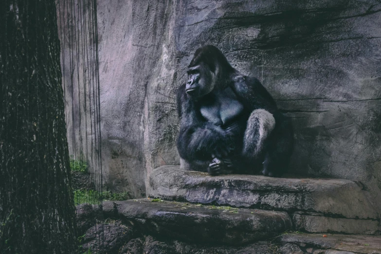 a gorilla sitting on top of a rock next to a tree, pexels contest winner, primitivism, waiting behind a wall, grey, frowning, king kong