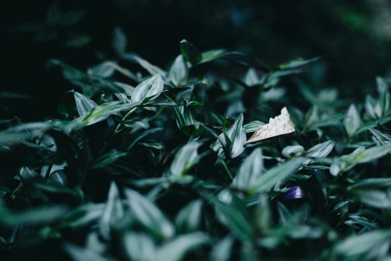 a leaf sitting on top of a lush green plant, unsplash, origami, background image, miniature photography, nostalgic melancholy