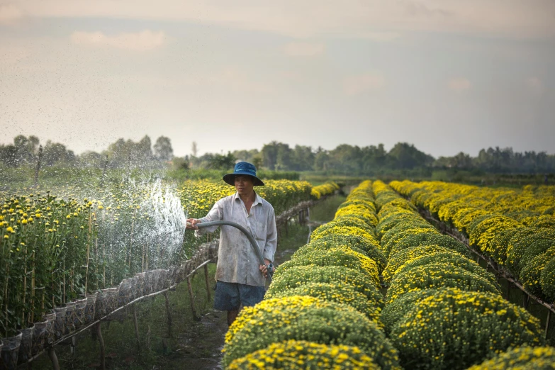 a man spraying water on a field of yellow flowers, by Jan Tengnagel, pexels contest winner, chrysanthemums, villagers busy farming, fine art print, thawan duchanee