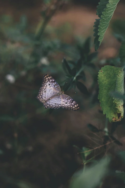 a butterfly that is sitting on a plant, inspired by Elsa Bleda, unsplash contest winner, renaissance, grey, low quality photo, photograph ”