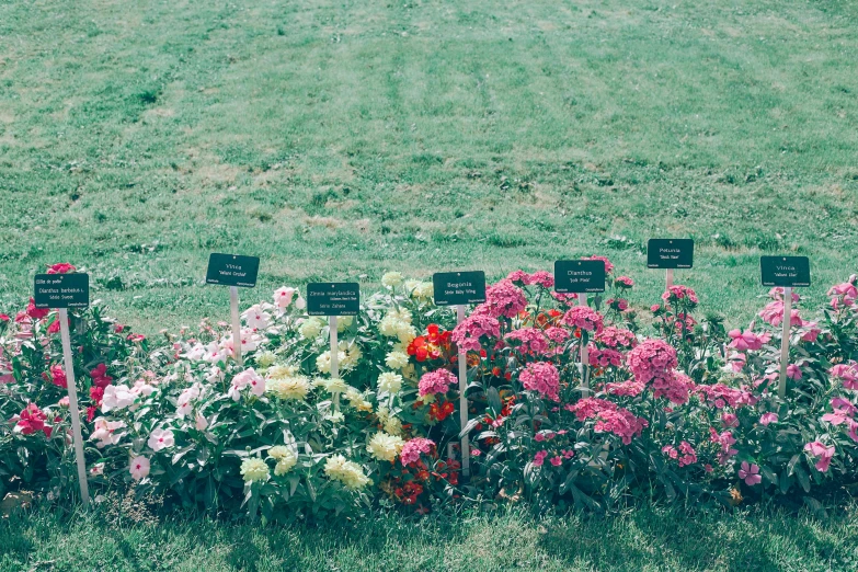 a row of flowers sitting on top of a lush green field, an album cover, by Anita Malfatti, unsplash, land art, colorful signs, peonies, exhibition, dead plants and flowers