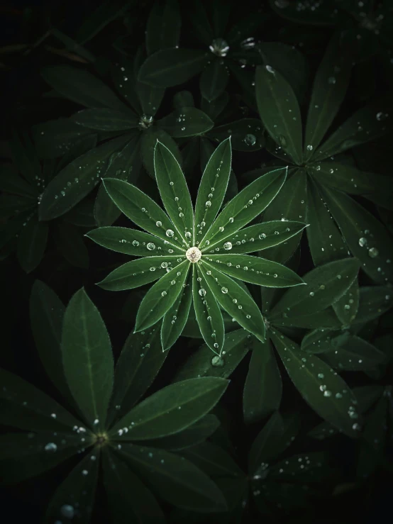 a green plant with water droplets on it, inspired by Elsa Bleda, pexels contest winner, renaissance, lit from above, at nighttime, highly detailed 8k photography, today\'s featured photograph 4k