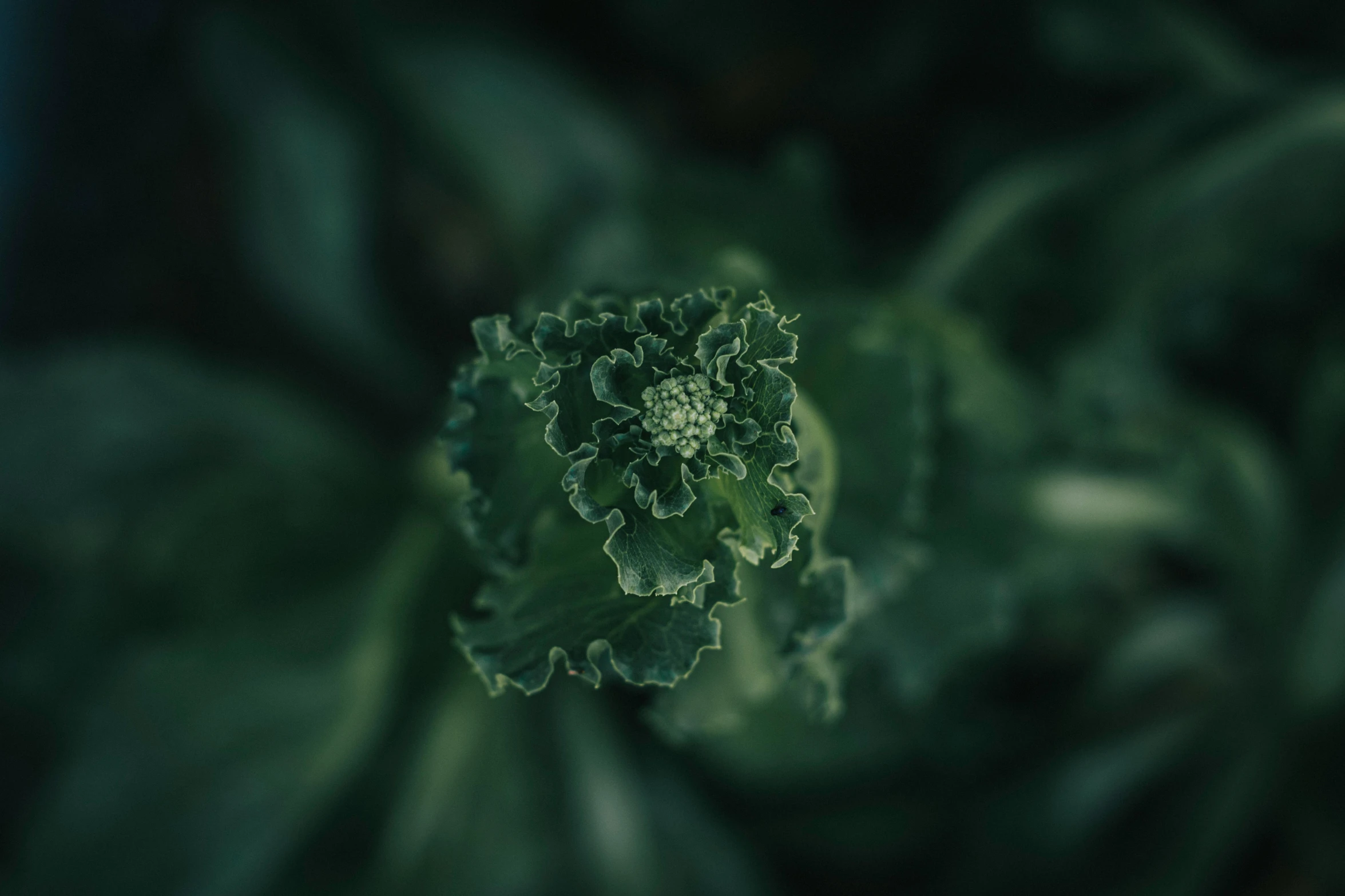 a close up of a green leafy plant, a macro photograph, unsplash, renaissance, broccoli, shot on hasselblad, blooming, spooky photo