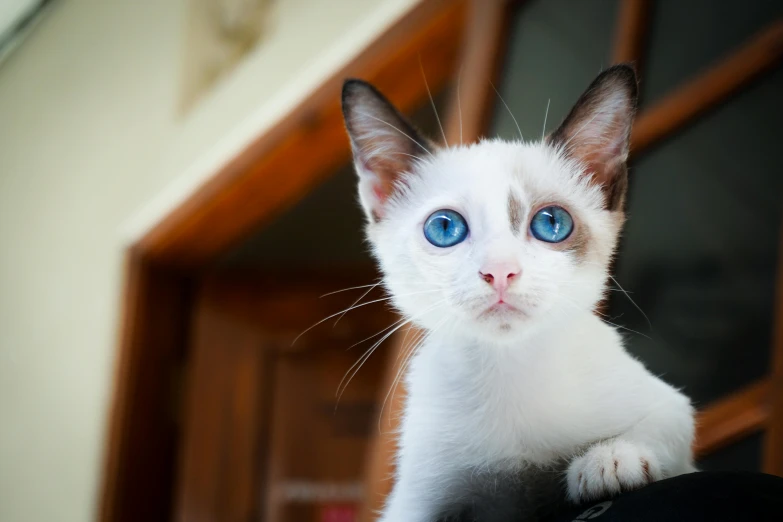 a white cat with blue eyes sitting on top of a suitcase, by Julia Pishtar, trending on unsplash, renaissance, closeup headshot, microscopic cat, wide eyed, multicoloured