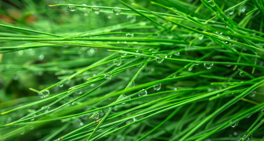 a close up of a plant with water droplets on it, by Jan Rustem, pixabay, hurufiyya, realistic grass, pine, shot on sony a 7 iii, high angle close up shot