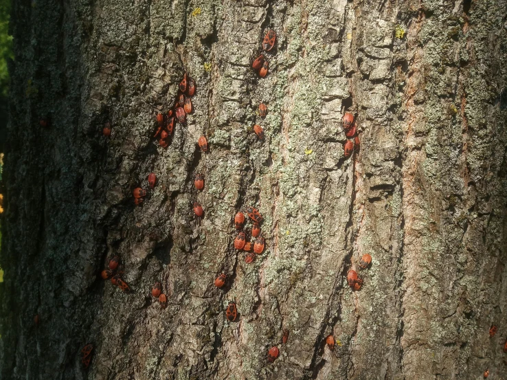 a group of ladybugs crawling on the bark of a tree, a photo, by Yasushi Sugiyama, hurufiyya, ancient oak forest, alessio albi, shot on iphone 1 3 pro max, high res photo