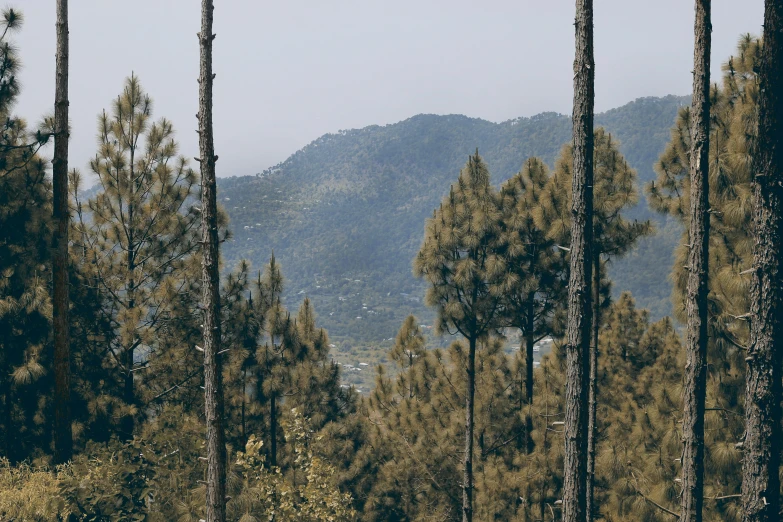 a person riding a horse through a forest, by Pablo Rey, trending on unsplash, les nabis, uttarakhand, panorama distant view, pine wood, 2000s photo