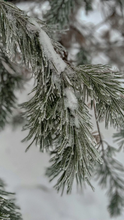 a branch of a pine covered in snow, inspired by Arthur Burdett Frost, pexels, paul barson, grey, highest detail, detail shot