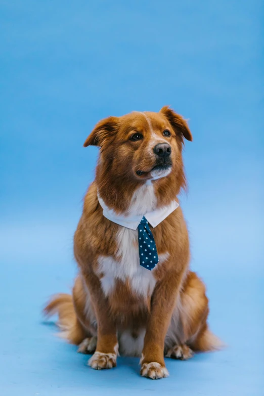 a brown and white dog wearing a tie, by Julia Pishtar, unsplash, renaissance, relaxed. blue background, aussie, modeled, background removed