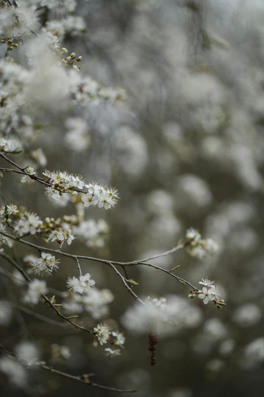 a bunch of white flowers sitting on top of a tree, inspired by Elsa Bleda, trending on unsplash, tonalism, paul barson, winding branches, small depth of field, overflowing