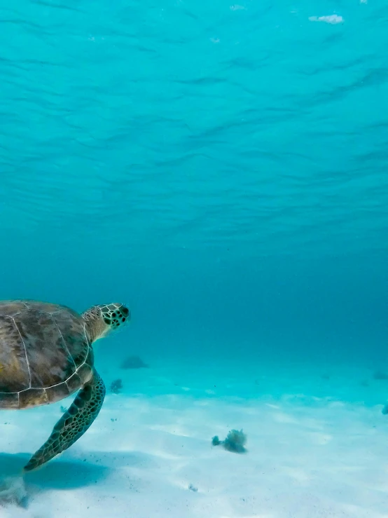 a green sea turtle swimming in the ocean, pexels contest winner, carribean white sand, underwater glow, 8k resolution”, cinematic”