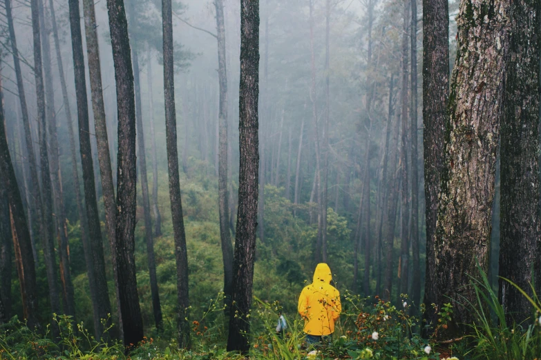 a person in a yellow raincoat standing in a forest, unsplash contest winner, sumatraism, overcast day, instagram post, portra 8 0 0 ”