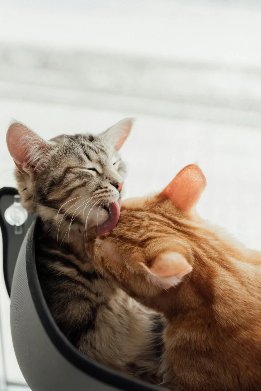 a couple of cats that are sitting in a chair, by Julia Pishtar, trending on unsplash, licking tongue, close-up fight, cat robot, high quality photo