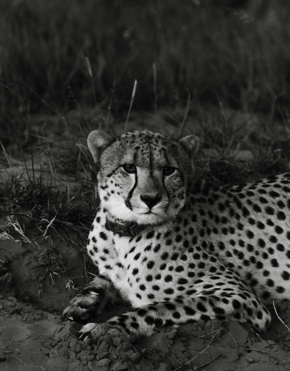 a black and white photo of a cheetah, chilling 4 k, 8 k photo, tourist photo, unmistakably kenyan