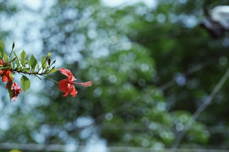 a close up of a red flower on a tree branch, a picture, unsplash, hurufiyya, floating away, from a distance, hibiscus, rinko kawauchi