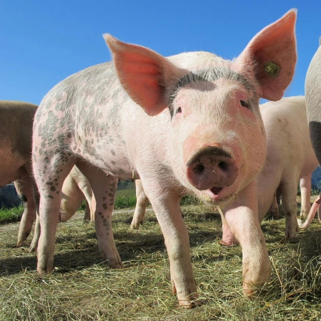 a group of pigs standing on top of a grass covered field