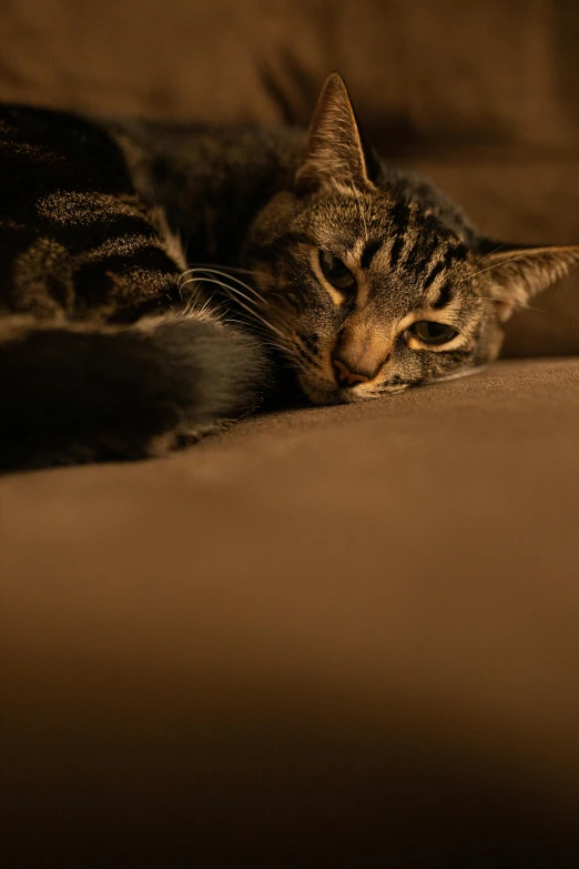 a cat that is laying down on a couch, by Andries Stock, unsplash, soft evening lighting, brown, full frame image, soft light - n 9