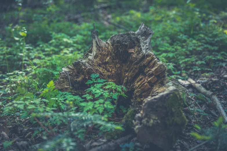a tree stump in the middle of a forest, inspired by Elsa Bleda, unsplash, environmental art, green vegetation, rotting, low-light, instagram post