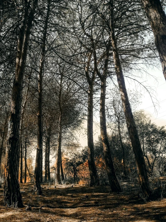 a forest filled with lots of tall trees, inspired by Elsa Bleda, unsplash contest winner, today\'s featured photograph 4k, dry trees, willow trees, arrendajo in avila pinewood