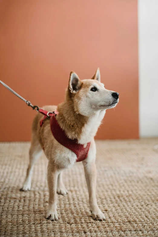 a brown and white dog on a leash, inspired by Shiba Kōkan, trending on unsplash, mingei, dressed in red velvet, harness, with backdrop of natural light, jen atkin