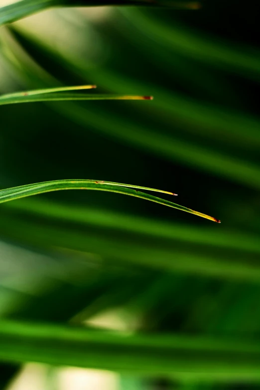 a close up of a leaf of a plant, a macro photograph, by David Simpson, unsplash, long thick grass, tropical atmosphere, soft light - n 9, pine